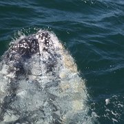 IMG 0001 2 (301)